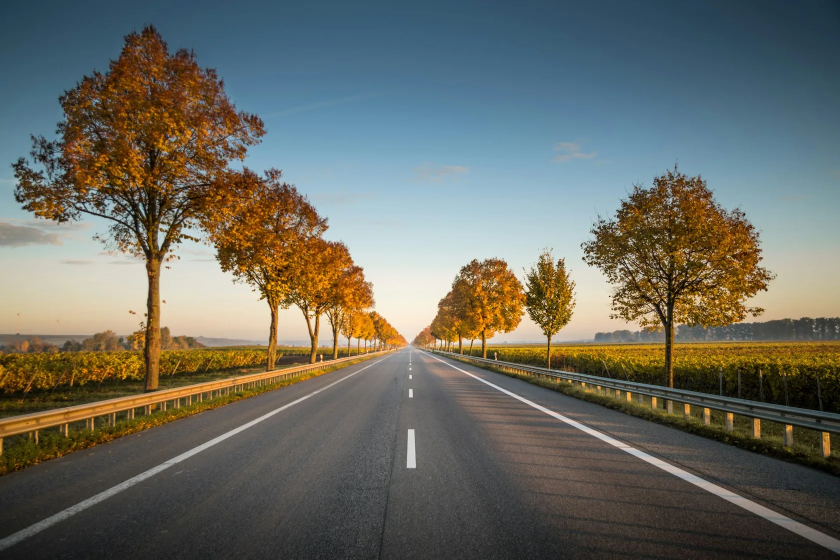 Carretera recta entre árboles que se pierde en el horizonte